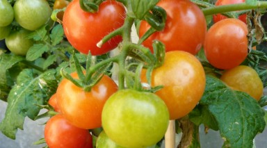 faire pousser des tomates avec ses enfants