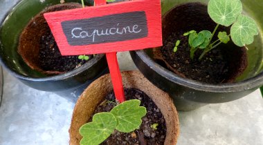plantons des capucines