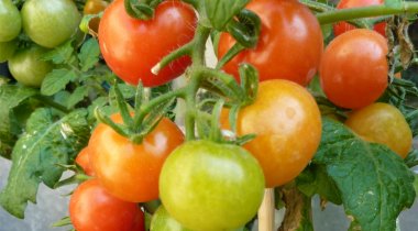 Jardinage enfant tomates - faire pousser des tomates avec ses enfants faire pousser des tomates avec ses enfants